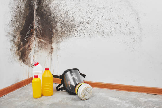 Best Attic Mold Removal  in Downers Grove, IL