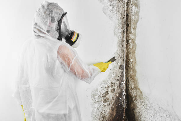 Best Toxic Mold Removal  in Downers Grove, IL