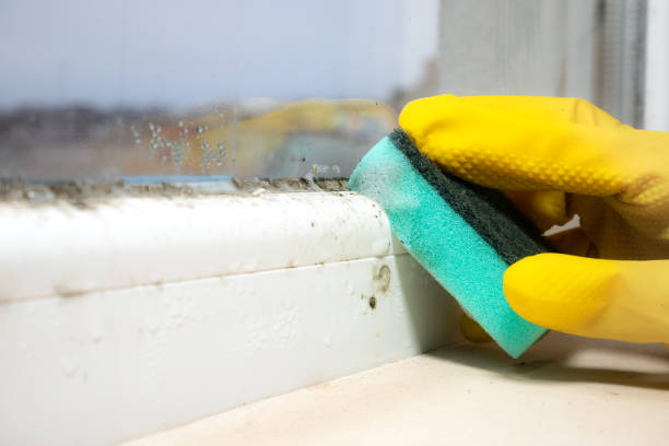 Best Toxic Mold Removal  in Downers Grove, IL