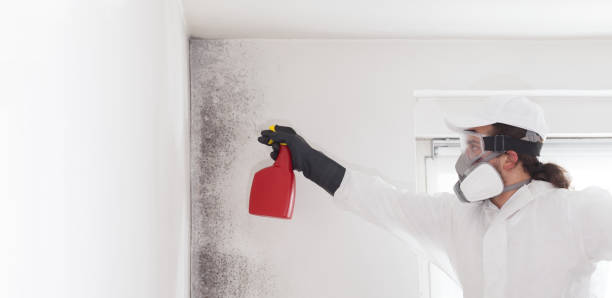 Best Commercial Mold Removal  in Downers Grove, IL