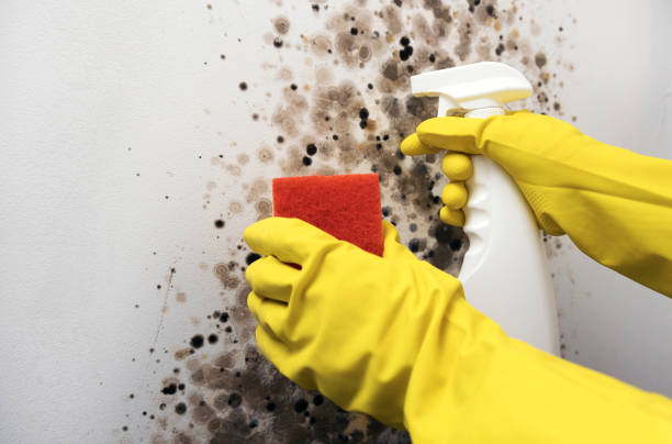 Best Home Mold Removal  in Downers Grove, IL