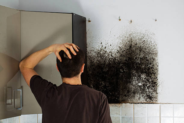 Best Mold Removal Near Me  in Downers Grove, IL